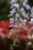 _MG_1162_efmacro.jpg