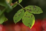 _MG_1167_ef_macro.jpg