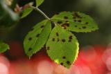 _MG_1171_efMacro.jpg