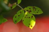 _MG_1174_efmacro.jpg
