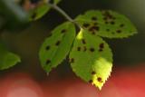 _MG_1177_efmacro.jpg