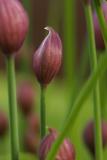 _MG_1203_chives_efmacro.jpg