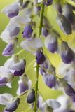 _MG_1220_EFMacro.jpg