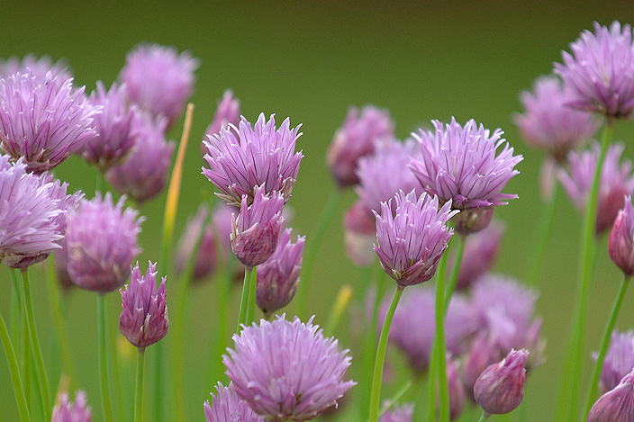 DSC_1796_704Chives.jpg