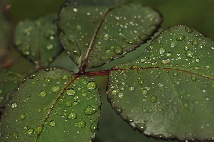 _DSC2401_tissue_avg.jpg