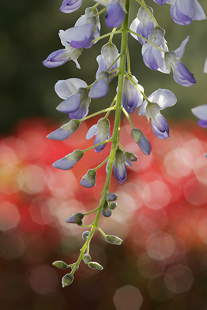 _MG_1163_ef_macro.jpg