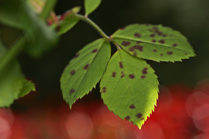 _MG_1167_ef_macro.jpg