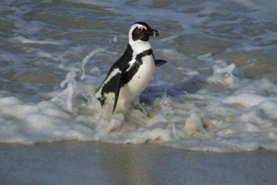 u26/deseml/medium/19660048.AfricanPenguin1.jpg