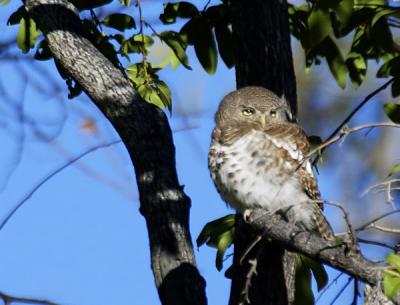 African Barred Owlet