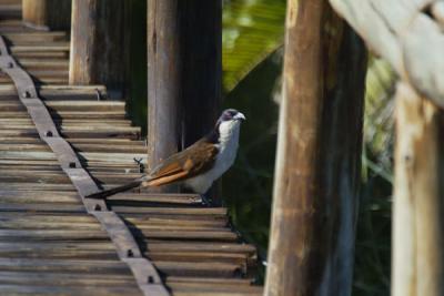 Coppery-tailed Coucal