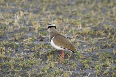 Crowned Plover