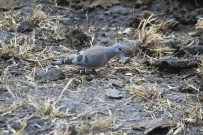 Green-spotted Dove