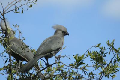 Grey Lourie