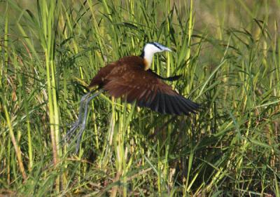 African Jacana