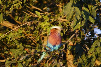 Lilac-breasted Roller