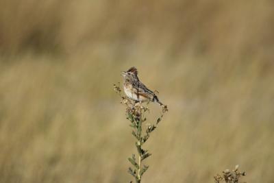 Rufous-naped Lark