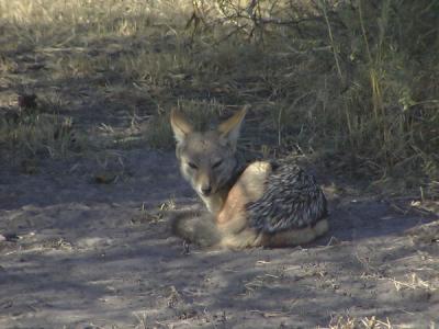 Black-backed Jackal resting in the shade