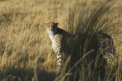 Cheetah trying to hide from us