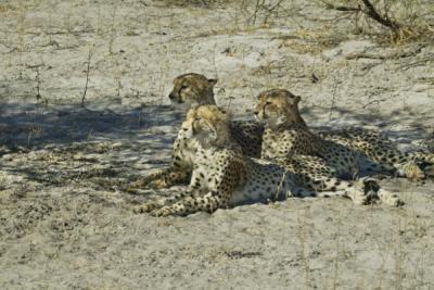 Cheetah with older cubs watching an impala