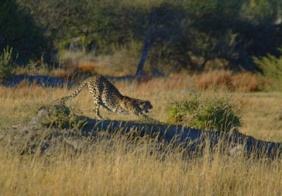 Cheetah spotted by Barb