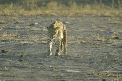 Leopard walking from the river to the bush, unaware it was being stalked by a pride of lions