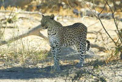 Leopard spotted by Dave
