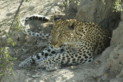 Leopard resting but still keeping an eye on the impala