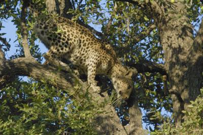 After the lions chased the leopard into a tree, it tries to find a way down