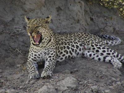 Leopard exercising its jaws