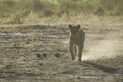 Young lion trying to catch up with its mother who was stalking a leopard at King's Pool