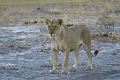 Another young lion watching its mother stalk the leopard