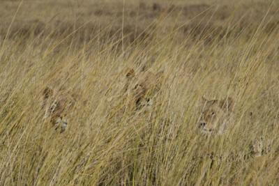 Several lions stalking a herd of wildebeest