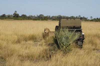 Big male coming around a Rover parked in front of us, to join the hunt