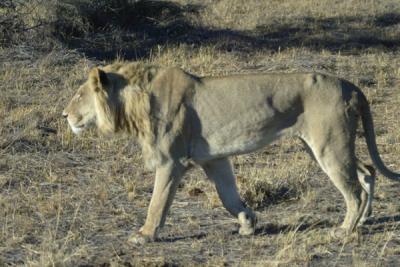 This lion heard a buffalo calf, stalked it...