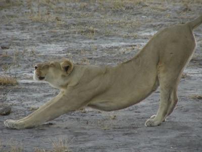 One of the young lions stretching in preparation for the hunt