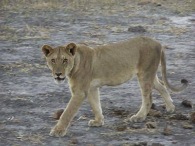 A third young lion sauntered by the Rover on its way to the leopard