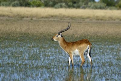 Red Lechwe