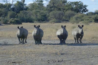 Rhino gang of 4, when they thought we had food
