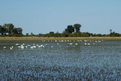 Spoonbills and Red Lechwes in the floodplain