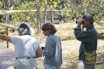 Birding around camp