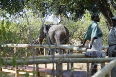 Elephant in camp
