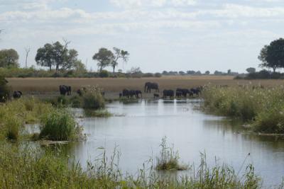 Elephants in the oxbow lake as seen from our tent