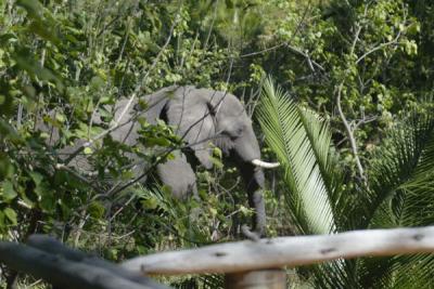 Elephant next to our sala