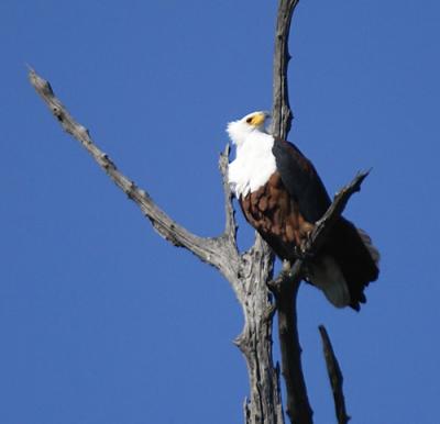 African Fish Eagle