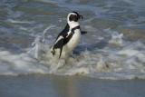 African Penguin at Boulder Beach near Cape Town