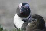 African Penguin adult and chick at Boulder Beach near Cape Town