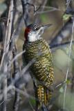 Golden-tailed Woodpecker