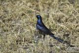 Long-tailed Glossy Starling