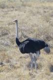 Common Ostrich