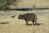 Cape Buffalo calf with oxpeckers